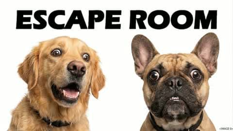 67 IQ DOGS 🧠 ESCAPE ROOM