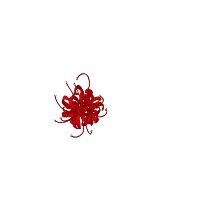 Red Spider Lily