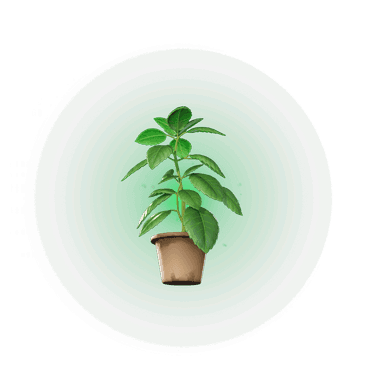 Green Herb