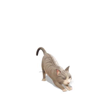 The Best Cat