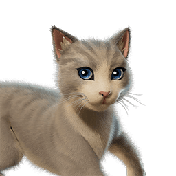The Best Cat