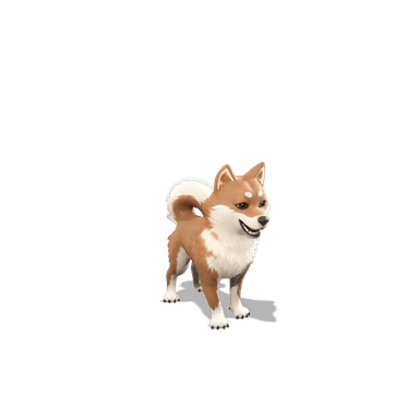 Miso