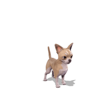 Teacup Chi-Pup