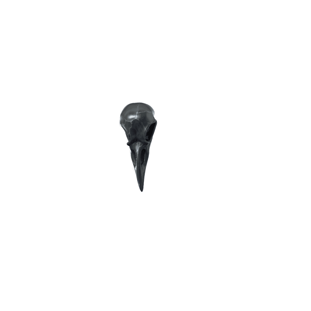 Bird Skull